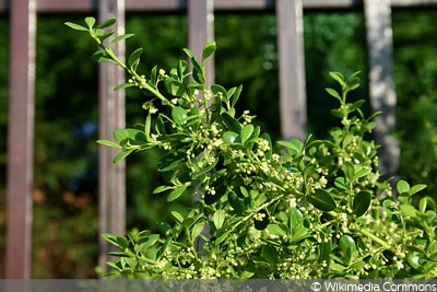 Ilex crenata