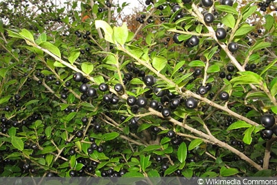 Ilex crenata