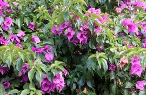 Bougainvillea schneiden