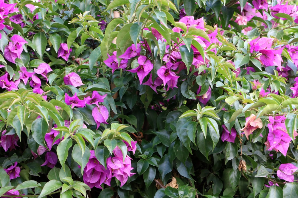 Bougainvillea schneiden