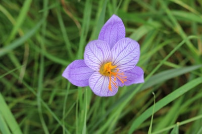 Herbstzeitlose Zwiebelblumen