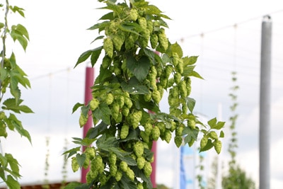 Humulus