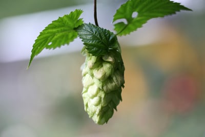 Humulus