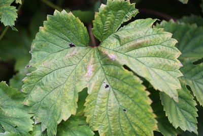 Humulus krank