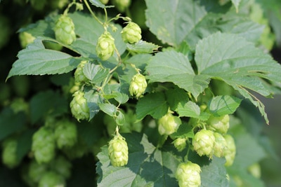 Hopfen