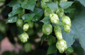 Hopfen