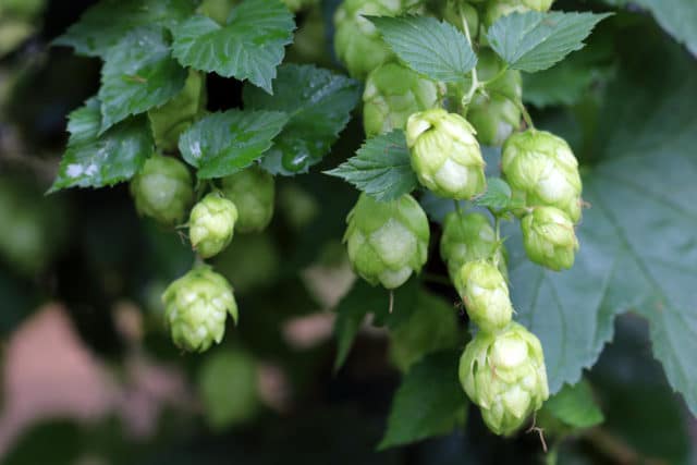 Hopfen