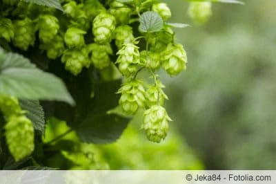 Hopfen Hopfen
