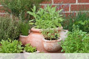 Küchenkräuter - Pflanzen und Anbau im Topf, Fensterbank und Balkon ... Küchenkräuter - Pflanzen und Anbau im Topf, Fensterbank und Balkon ...