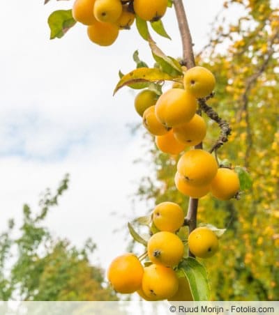 Malus sylvestris