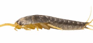 Was hilft gegen Silberfische in Bad und Küche? - Gartendialog.de Was hilft gegen Silberfische in Bad und Küche? - Gartendialog.de
