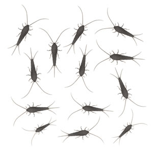 Was hilft gegen Silberfische in Bad und Küche? - Gartendialog.de Was hilft gegen Silberfische in Bad und Küche? - Gartendialog.de