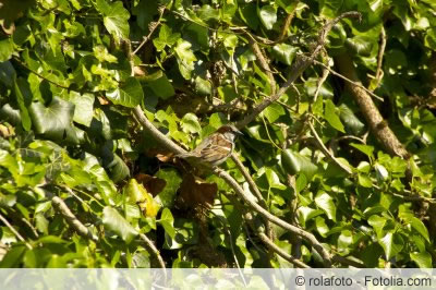 vogelschutz hecke