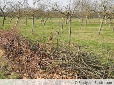 Vogelschutzhecke Vogelschutzhecke