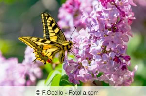 Schmetterling an Sommerflieder