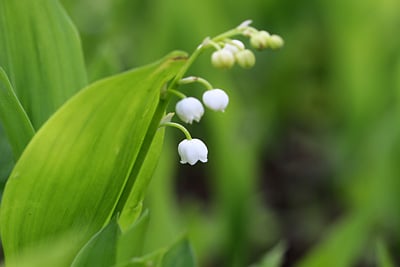 Convallaria majalis