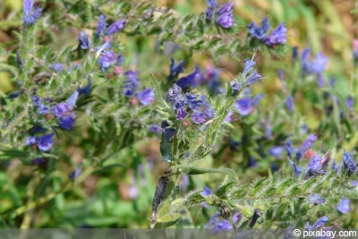 Echium vulgare