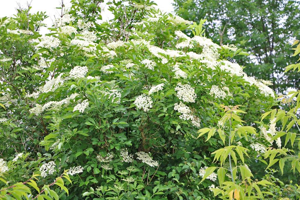 Schwarze Holunder Sambucus nigra