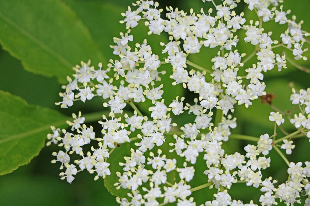 Schwarze Holunder Sambucus nigra