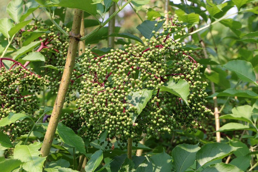 Sambucus nigra