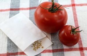 Tomatensamen gewinnen