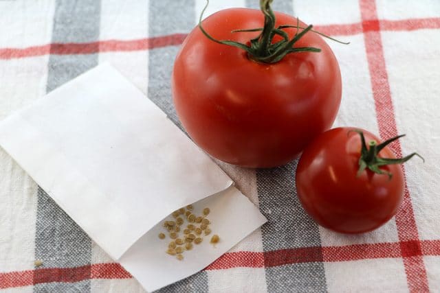 Tomatensamen gewinnen