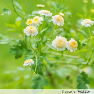 Tanacetum parthenium