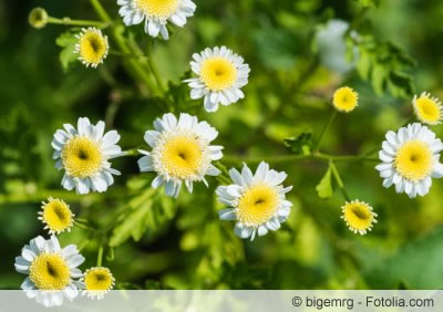 Blüten von Tanacetum parthenium