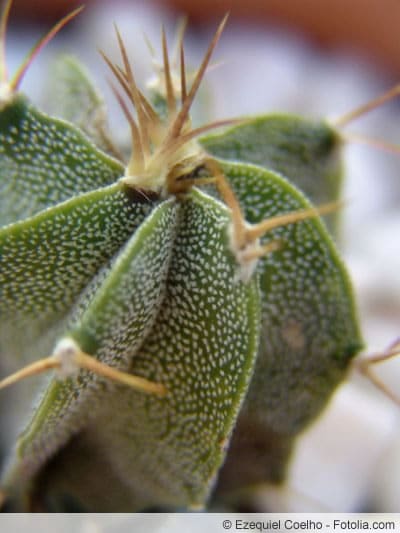 Astrophytum myriostigma