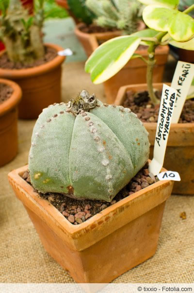 Astrophytum myriostigma