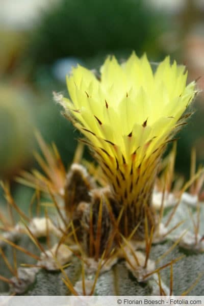 gelbe Blüte der Bischofsmütze