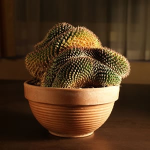 Mammillaria alongata Mammillaria alongata