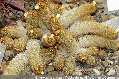 Mammillaria elongata