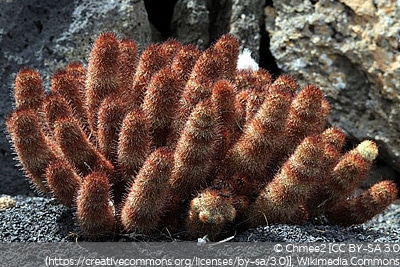 Warzenkaktus, Mammillaria elongata