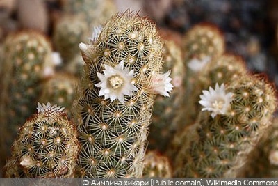 Mammillaria elongata