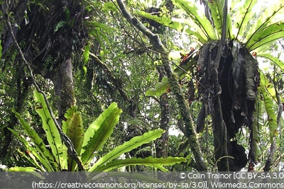 Asplenium nidus