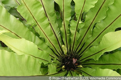 Asplenium nidus