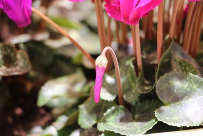 Cyclamen