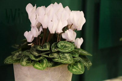 Cyclamen