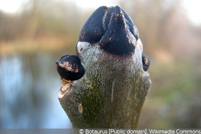 Fraxinus excelsior