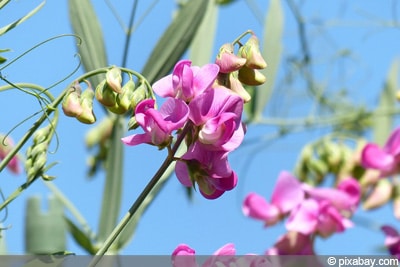 Lathyrus odoratus