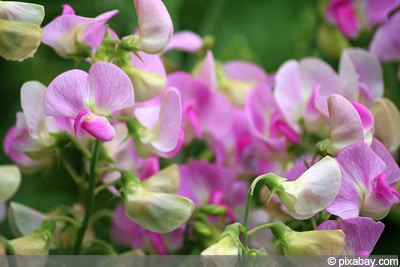 Lathyrus odoratus