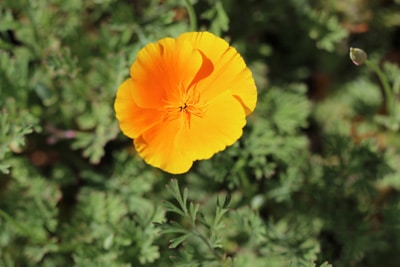 Goldmohn