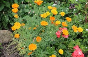 Goldmohn