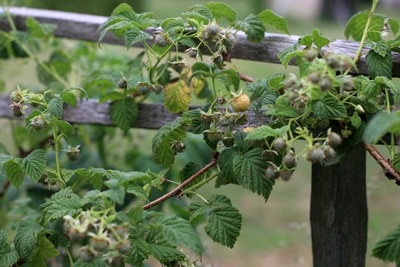 Himbeeren pflanzen