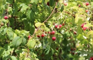 Himbeeren pflanzen