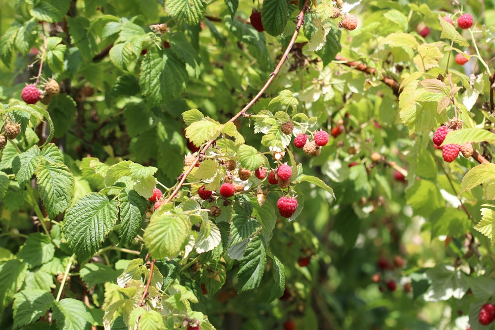 Himbeeren pflanzen