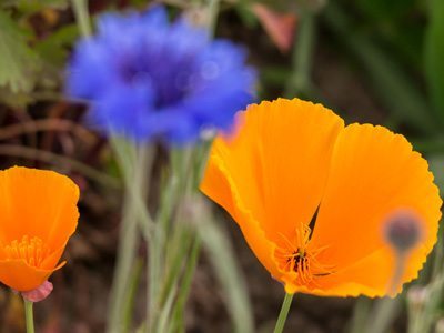 Goldmohn Goldmohn