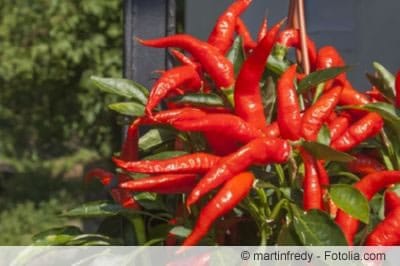 scharfe chilis