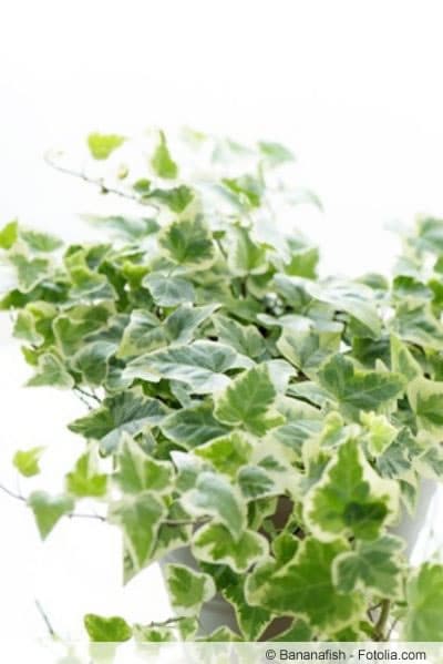 Hedera helix als Zimmerpflanze